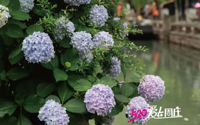 愛在(zai)周莊｜在(zai)520大(da)聲說愛，與浪漫撞箇(ge)滿懷