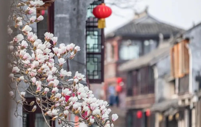 「宋韻芳華 花(huā)漾周莊」春日(ri)特惠專(zhuan)場(chang)爲(wei)你而來！