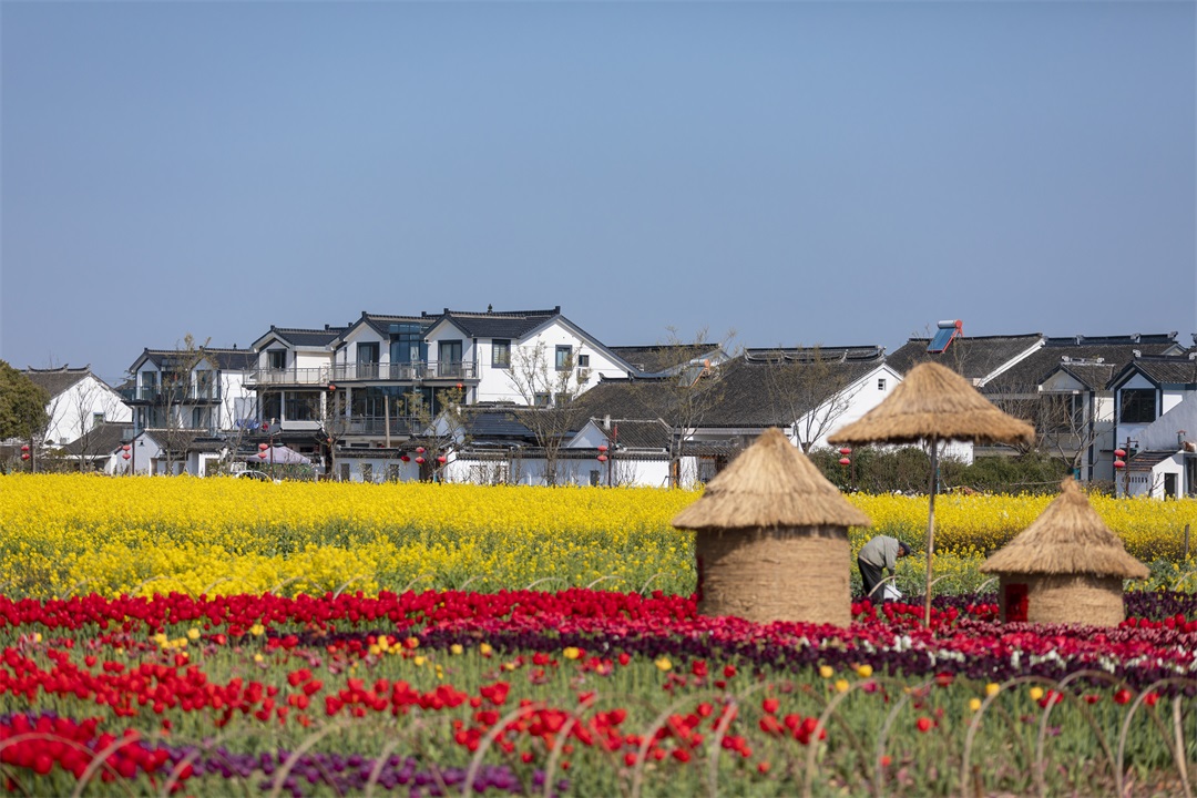 20200320-香村-郁金香 (16).jpg